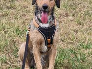Joachim (Griffon-Mix) sucht auf diesem Weg ein tolles Zuhause bei passenden Menschen.... - Hünfelden
