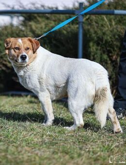 Ein Weihnachsmärchen für Flan - Augsburg