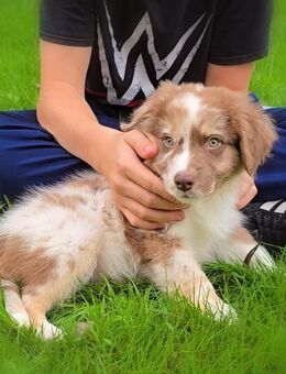 Australian Shepherd Traum Rüde - Hagen (Bremischen)