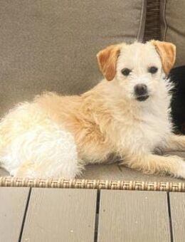 Jasny ist aktiv und neugierig - Schafflund