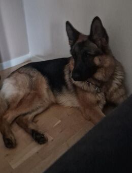 Deutsche Schäferhündin aus Arbeitslinie mit SV-Papieren - Schmallenberg Zentrum