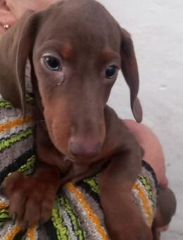 Aladar, süßer Kurzhaardackelwelpe - Remagen