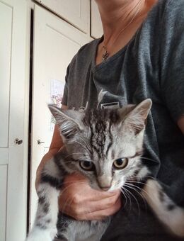 Liebes Katzenbaby Kater - Roigheim
