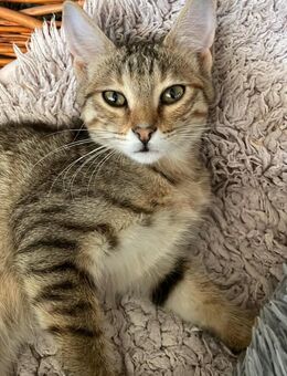 Arwen - Beckingen