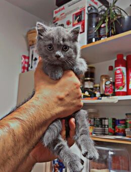 BKH Katze (weiblich) – geboren am 08.08.2025 - Neumarkt (Oberpfalz) Zentrum