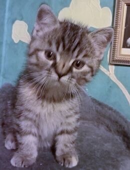 Reinrassige Kitten - Neuwied