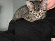 Kleiner Kater - Mömlingen