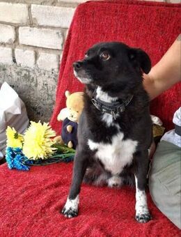 Child ein kleiner bezaubernder Rüde - Berlin