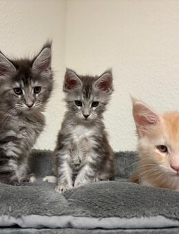 Maine Coon Kitten mit Stammbaum - Tornesch