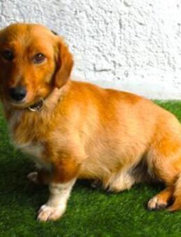 kleine Knutschkugel sucht seine Menschen - Berlin