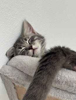 ELH - Mix zu verkaufen - Oberding