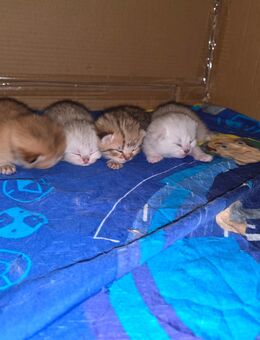 Bkh Kitten vom Züchter mit Stammbaum - Bayreuth