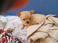 Nur noch 1 Chihuahua kurzhaar weibchen - Hammelburg
