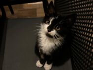 Ein süße Kitten abzugeben! - Duisburg