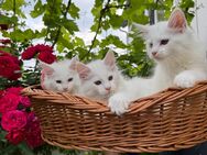 Reinrassige Meine Coon Kitten suchen liebevolles fürsorgliches Zuhause!! - Babenhausen (Hessen)