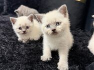 Katzenbabys Britisch Kurzhaar bluepoint - Hamm