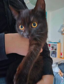 Bkh mix kitten - Herne