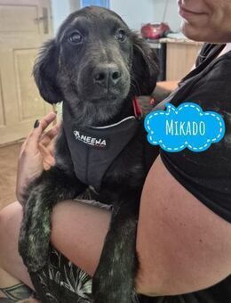 Mikado such ein Zuhause - Flörsheim-Dalsheim