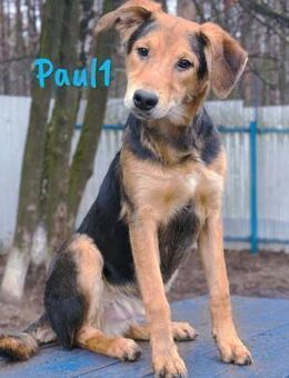 Paul1Junghund sucht Begleitung 4/24 RU - Ruppertsecken