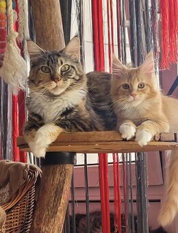 Maine Coon Kitten - Allensbach