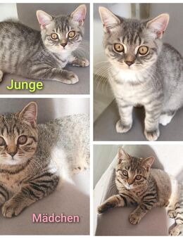 BKH Kitten Abgabebereit - Wuppertal
