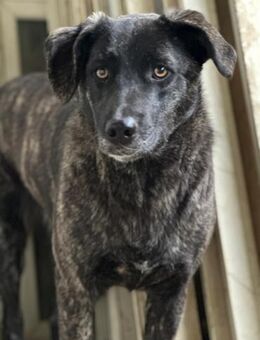 MUFFIN - sie ist noch sehr skeptisch - Dänischenhagen