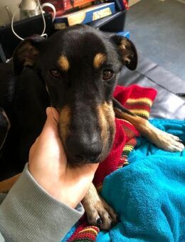 Kuschelmaus Astrid sucht Familie - Margetshöchheim