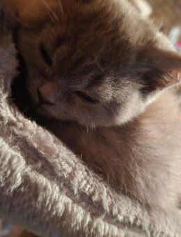 BKH Kitt3n Reinrassig - Cappeln (Oldenburg)