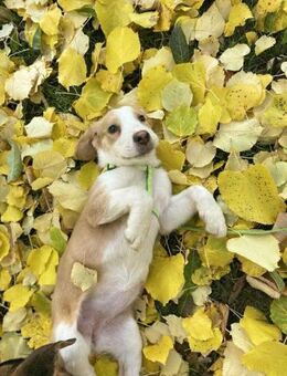 Huhu, ich bin die kleine PERLA 😍 - Mylau