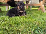 Deutsche Schäferhundwelpen zu verkaufen, Schäferhund Welpen Rüde - Motten