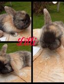 Zwergkaninchen, Mini Lop in 18551