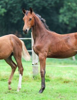 Trakehner Stutfohlen aus 03/25 - Nümbrecht