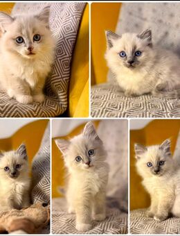 Flauschige Ragdoll/Heilige Birma Kitten suchen ein Zuhause - Ingolstadt
