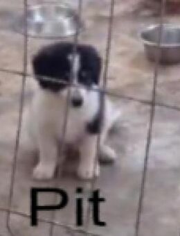 Pit - bei Starkregen fast ertrunken - Berlin