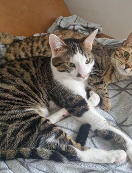 Zwei kleine Katzen zu Verkaufen - Heidelberg