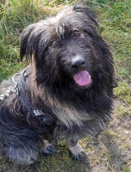 Wuscheliger Grey möchte adoptiert werden - Dittelbrunn