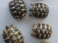 Aus meiner kleinen, privaten Hobbyzucht suchen noch 4 Stück Testudo hermanni boettgeri (griechische Landschildkröten) ein neues Zuhause in 58553