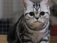 Bkh Black Silver Tabby Classic Kitten mit Stammbaum - Hildesheim