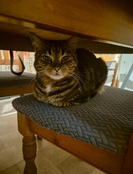 Katze Mimi sucht bis 29.08. ein neues, dauerhaftes Zuhause - Blankenburg (Harz)