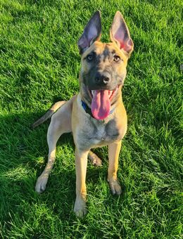 Mali Junghund sucht Zuhause für immer - Gelsenkirchen Bulmke-Hüllen