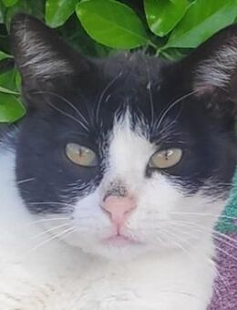 Leono, geb. ca. 05/2020, Griechenland - Markdorf