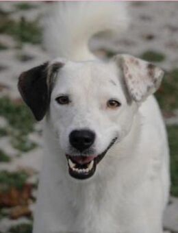 Shilo ist süß, offen und neugierig :-) - Karben