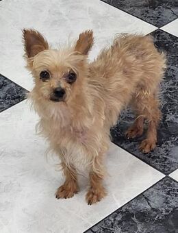 Sissi - einfach weggeworfen - Süße Dame - Freudenstadt