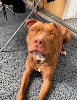 Suche dringend neues Zuhause für Milano 2,5jahre - Berlin