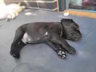 Goldador/Labrador Retriever/Golden Retriever - Markkleeberg