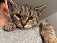 🔨⚡Thor - kleiner starker Kater 🔨⚡ - Eislingen (Fils)