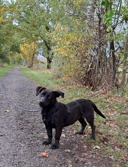 Dackel-Terrier-Mix Junghündin "Nowa" sucht ein Zuhause - Rethem (Aller) Zentrum