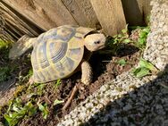 Griechische Landschildkröten (W),2011 THB - Hösbach