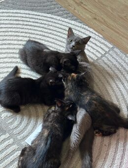 Baby Katzen zu verkaufen - Hanau (Brüder-Grimm-Stadt) Innenstadt