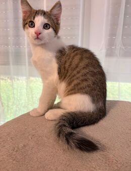 Katzenbaby (Kitten) - Sindelfingen